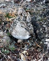 Baird's Sandpiper