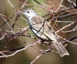 Bar-breasted Honeyeater