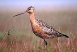 Bar-tailed Godwit