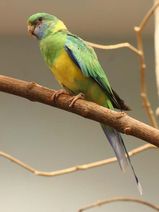 Cloncurry Parrot