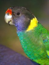 Twenty-eight Parrot