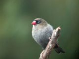 Beautiful Firetail