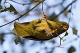 Bell Miner