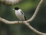 Black-backed Butcherbird