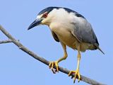 Black-crowned Night Heron