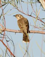 Black-eared Cuckoo