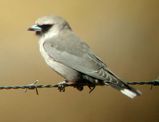 Black-faced Woodswallow