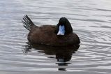 Blue-billed Duck