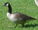 Canada Goose