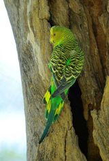 Budgerigar