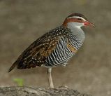 Buff-banded Rail