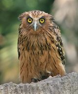 Buffy Fish-Owl