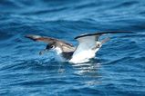 Bullers Shearwater