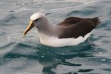 Bullers Albatross