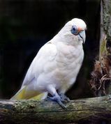 Western Corella