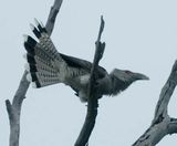 Channel-billed Cuckoo