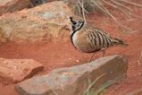 Inland Dotterel