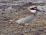 Greater Sand Plover