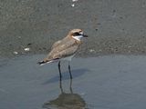 Lesser Sand Plover