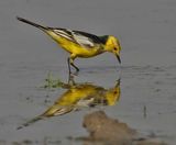 Citrine Wagtail