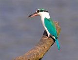 Collared Kingfisher