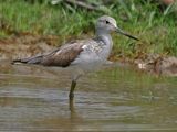 Common Greenshank