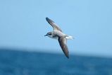 Cooks Petrel