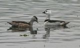 Cotton Pygmy-goose