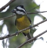 Crested Shrike-tit