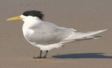 Crested Tern