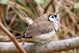 Double-barred Finch