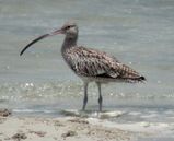 Eastern Curlew
