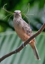 Fawn-breasted Bowerbird