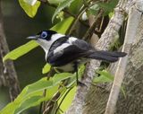 Frill-necked Monarch