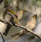 Fuscous Honeyeater