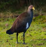 Tasmanian Native Hen