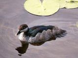 Green Pygmy-goose