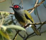 Australasian Figbird