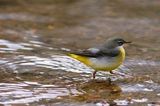 Grey Wagtail