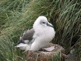 Grey-headed Albatross