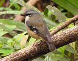 Grey-headed Robin