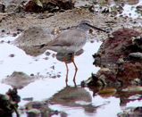 Grey-tailed Tattler