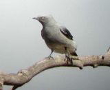 Ground Cuckoo-shrike