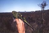 Ground Parrot