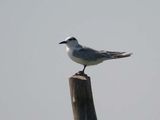 Gull-billed Tern