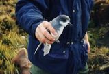 Blue Petrel