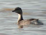 Hoary-headed Grebe