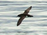 Huttons Shearwater