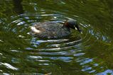 Australasian Grebe