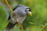 Noisy Miner